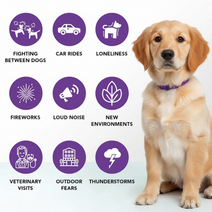 PawQube™ - Calming Collar for Dogs